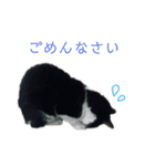 我が家のねこたち！（個別スタンプ：1）