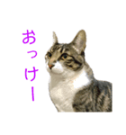 我が家のねこたち！（個別スタンプ：2）
