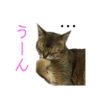我が家のねこたち！（個別スタンプ：3）