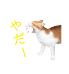 我が家のねこたち！（個別スタンプ：4）
