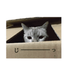 我が家のねこたち！（個別スタンプ：5）