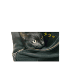 我が家のねこたち！（個別スタンプ：7）