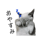 我が家のねこたち！（個別スタンプ：8）