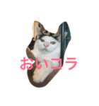 くろねこしろねこ（個別スタンプ：1）