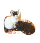 くろねこしろねこ（個別スタンプ：2）
