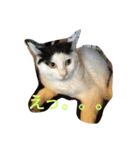 くろねこしろねこ（個別スタンプ：5）