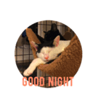 くろねこしろねこ（個別スタンプ：7）