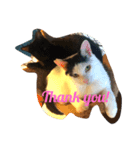 くろねこしろねこ（個別スタンプ：8）
