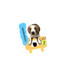 うーちゃんず （犬）（個別スタンプ：3）