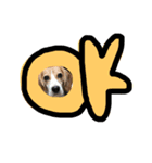 うーちゃんず （犬）（個別スタンプ：4）