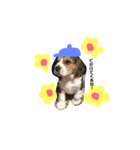 うーちゃんず （犬）（個別スタンプ：5）