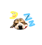 うーちゃんず （犬）（個別スタンプ：6）