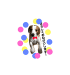 うーちゃんず （犬）（個別スタンプ：7）
