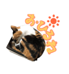 飼い猫のきもち バージョン3（個別スタンプ：1）
