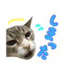 飼い猫のきもち バージョン3（個別スタンプ：2）