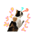 飼い猫のきもち バージョン3（個別スタンプ：3）