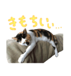 飼い猫のきもち バージョン3（個別スタンプ：4）