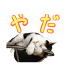 飼い猫のきもち バージョン3（個別スタンプ：5）