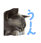 飼い猫のきもち バージョン3（個別スタンプ：6）