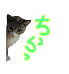 飼い猫のきもち バージョン3（個別スタンプ：7）