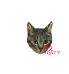 りんく1（個別スタンプ：4）