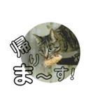りんく1（個別スタンプ：6）