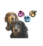 ごまだいず②（個別スタンプ：1）