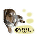 ごまだいず②（個別スタンプ：3）