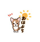 チワワ のゆうくん（個別スタンプ：1）