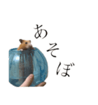きんくまのあんみつ（個別スタンプ：4）