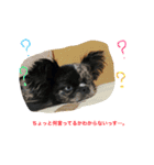 わんこと少しのイルミ（個別スタンプ：1）