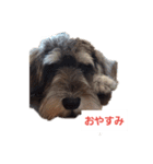 箱入りあず（個別スタンプ：1）