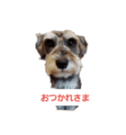 箱入りあず（個別スタンプ：3）