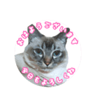 猫のそら（個別スタンプ：1）