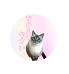 猫のそら（個別スタンプ：2）