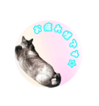 猫のそら（個別スタンプ：3）