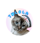 猫のそら（個別スタンプ：5）