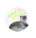 猫のそら（個別スタンプ：6）