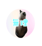 猫のそら（個別スタンプ：8）