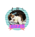 ぷーの休日 ネコ（個別スタンプ：1）