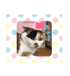 ぷーの休日 ネコ（個別スタンプ：4）