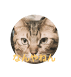 関西弁な動物（個別スタンプ：1）