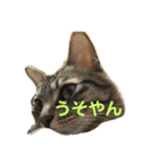 関西弁な動物（個別スタンプ：4）