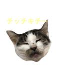クマとチビ（個別スタンプ：1）