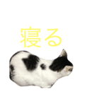 クマとチビ（個別スタンプ：2）