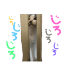クマとチビ（個別スタンプ：5）
