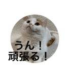 可愛くて楽しい4匹の猫 4（個別スタンプ：2）