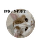 可愛くて楽しい4匹の猫 4（個別スタンプ：3）