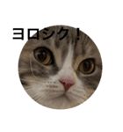 可愛くて楽しい4匹の猫 4（個別スタンプ：4）