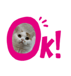 可愛くて楽しい4匹の猫 4（個別スタンプ：5）
